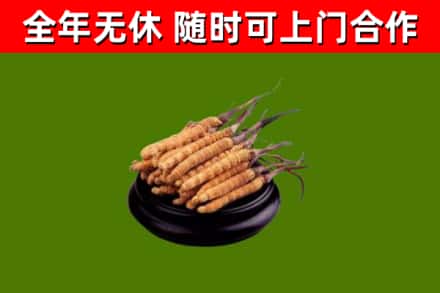 栾城区烟酒回收冬虫夏草.jpg